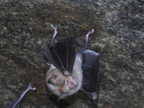 Image of Hipposideros speoris (Schneider ex Schreber 1800)