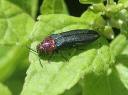 Imagem de Agrilus huachucae Schaeffer 1905