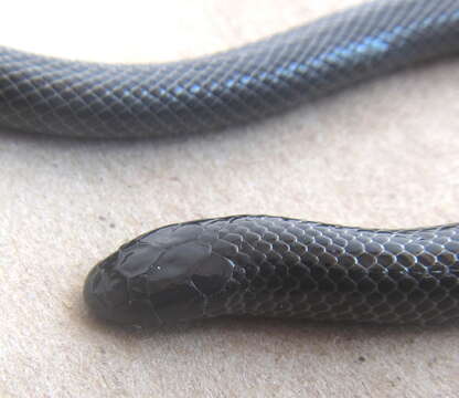 Image of Bibron’s Stiletto Snake