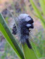 Image of Larch Tussock Moth