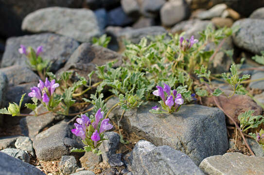 Image de Scutellaria grandiflora Sims