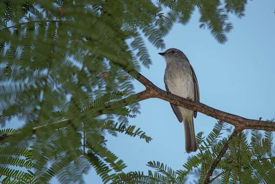 Image of Gray Elaenia