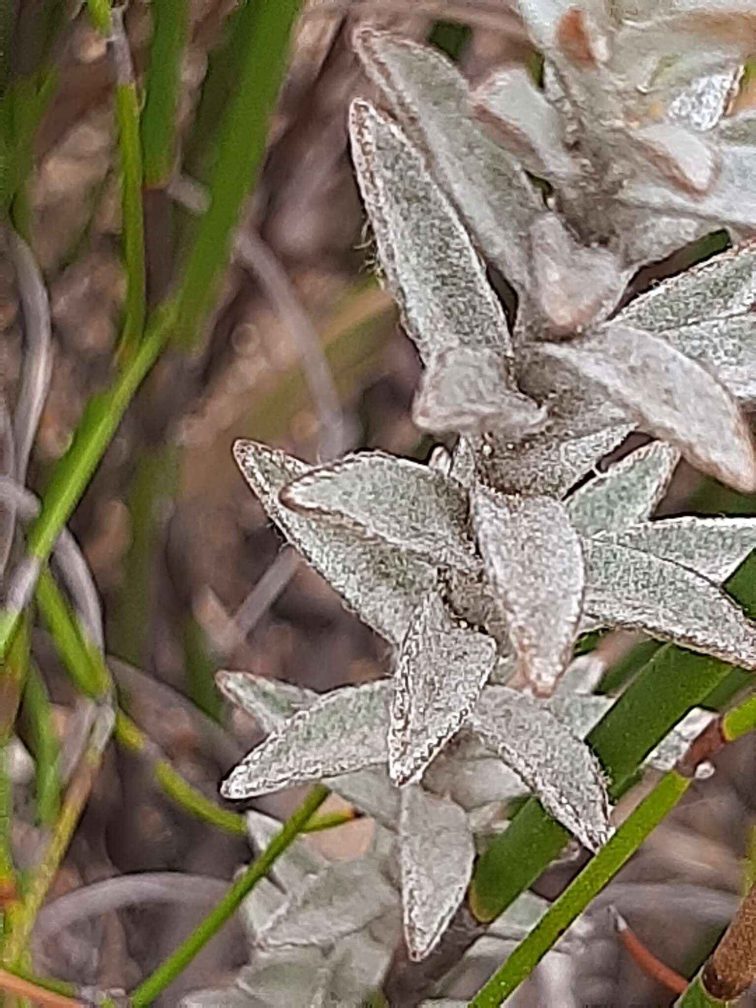 Image of Syncarpha loganiana (Compt.) B. Nord.