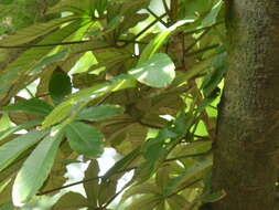 Image of Pourouma cecropiifolia Mart.