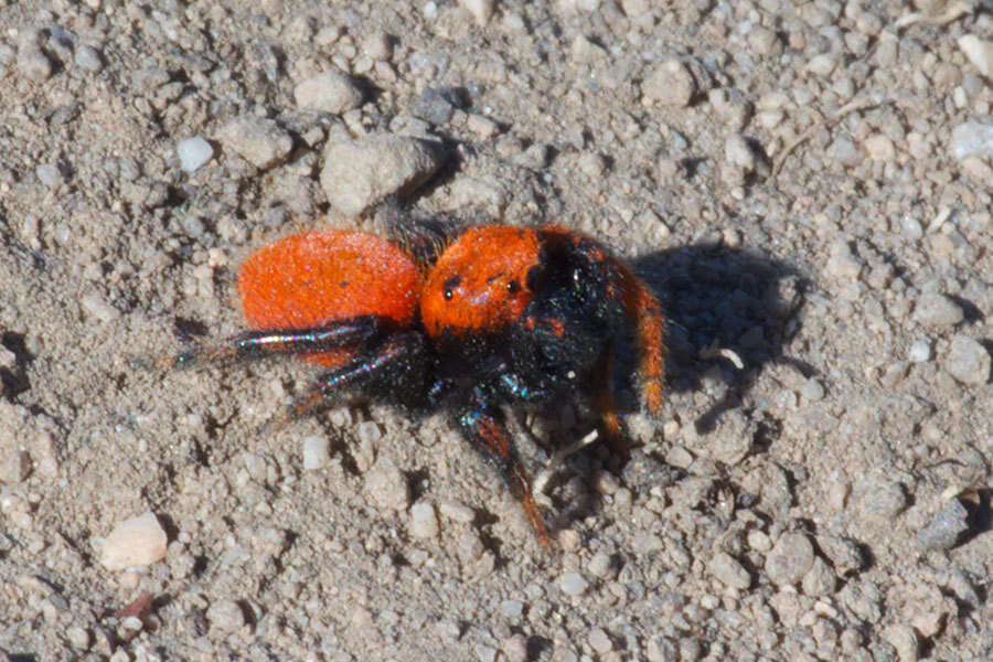 Image of Phidippus nikites Chamberlin & Ivie 1935