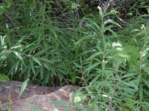 Image of Narrow-Leaf Fireweed