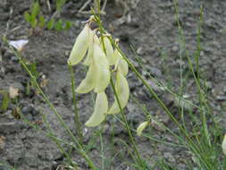 صورة Astragalus cusickii A. Gray