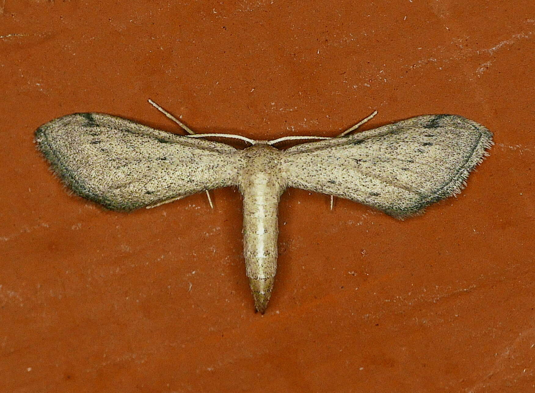 Image of Euacidalia sericearia Packard 1873