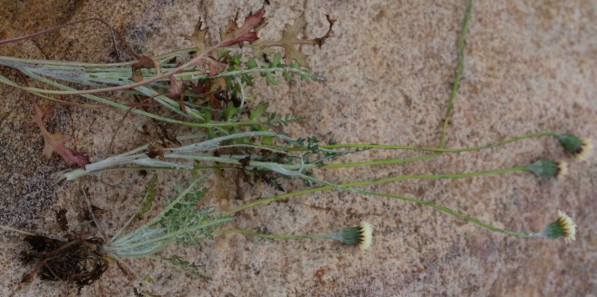 Image of Bolandia pinnatifida (Thunb.) J. C. Manning & Cron