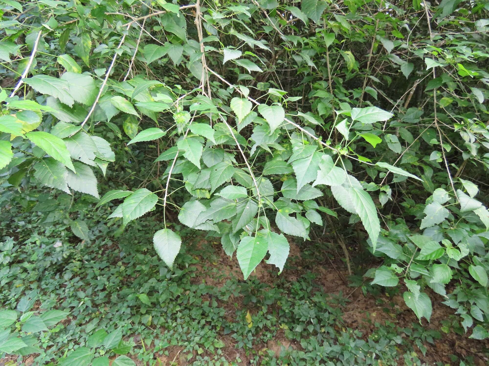 Image of Acalypha glabrata f. glabrata