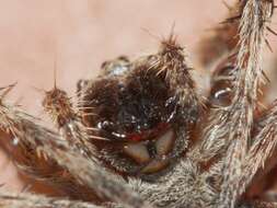 Image of Gray Cross Spider