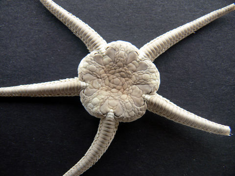 Image of serpent star