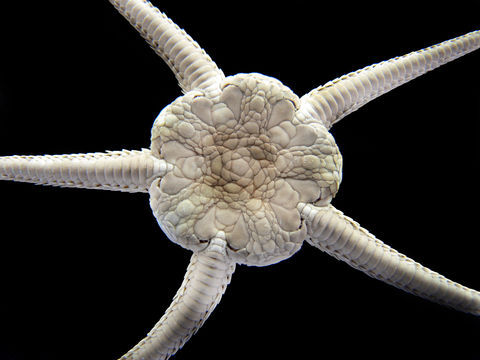 Image of serpent star