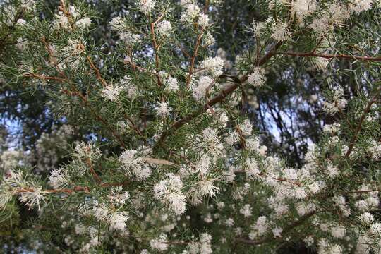 Image of Hakea lissocarpha R. Br.