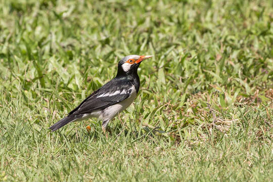 Image of Gracupica floweri