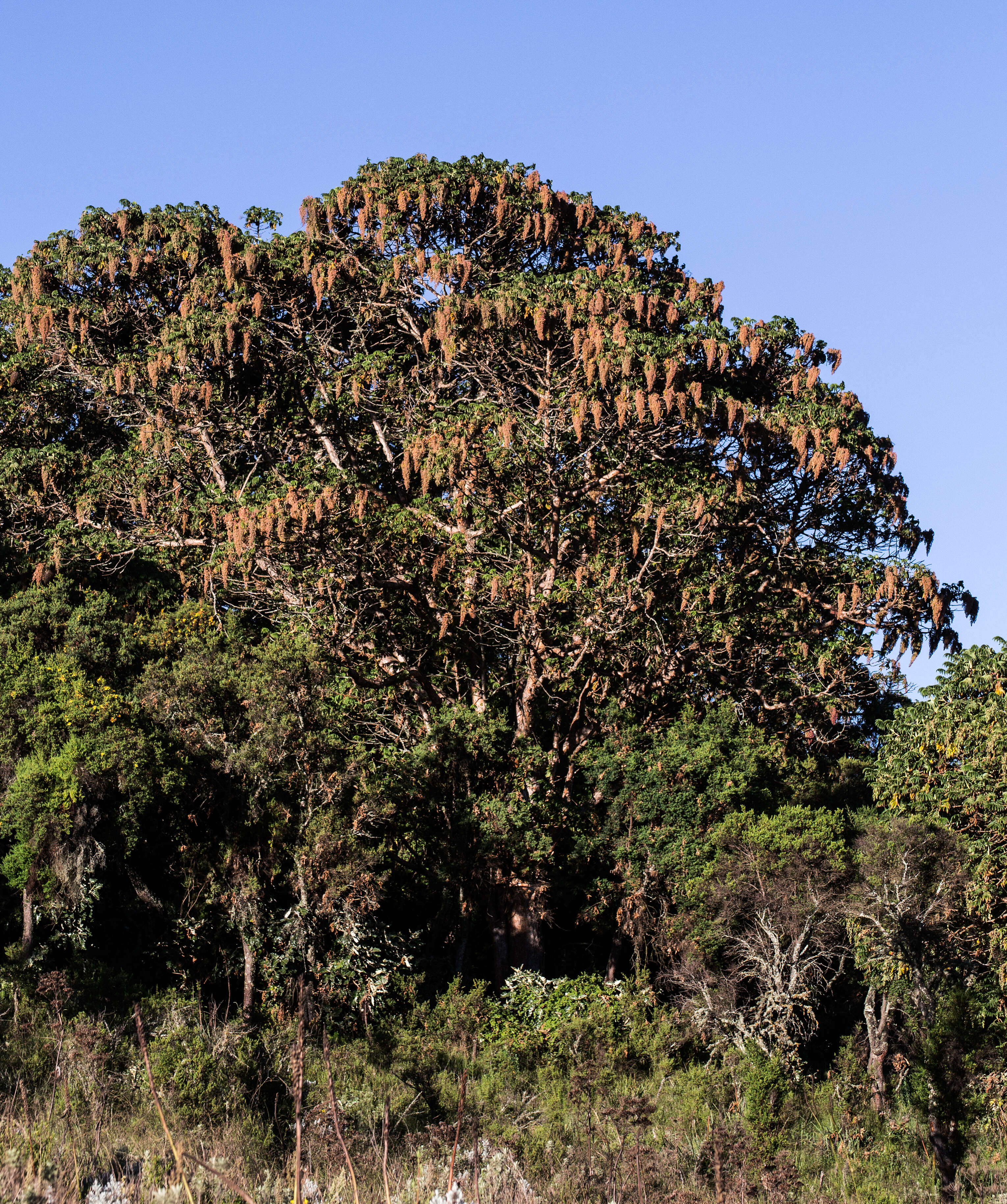 Image of Hagenia abyssinica (Bruce) J. F. Gmel.