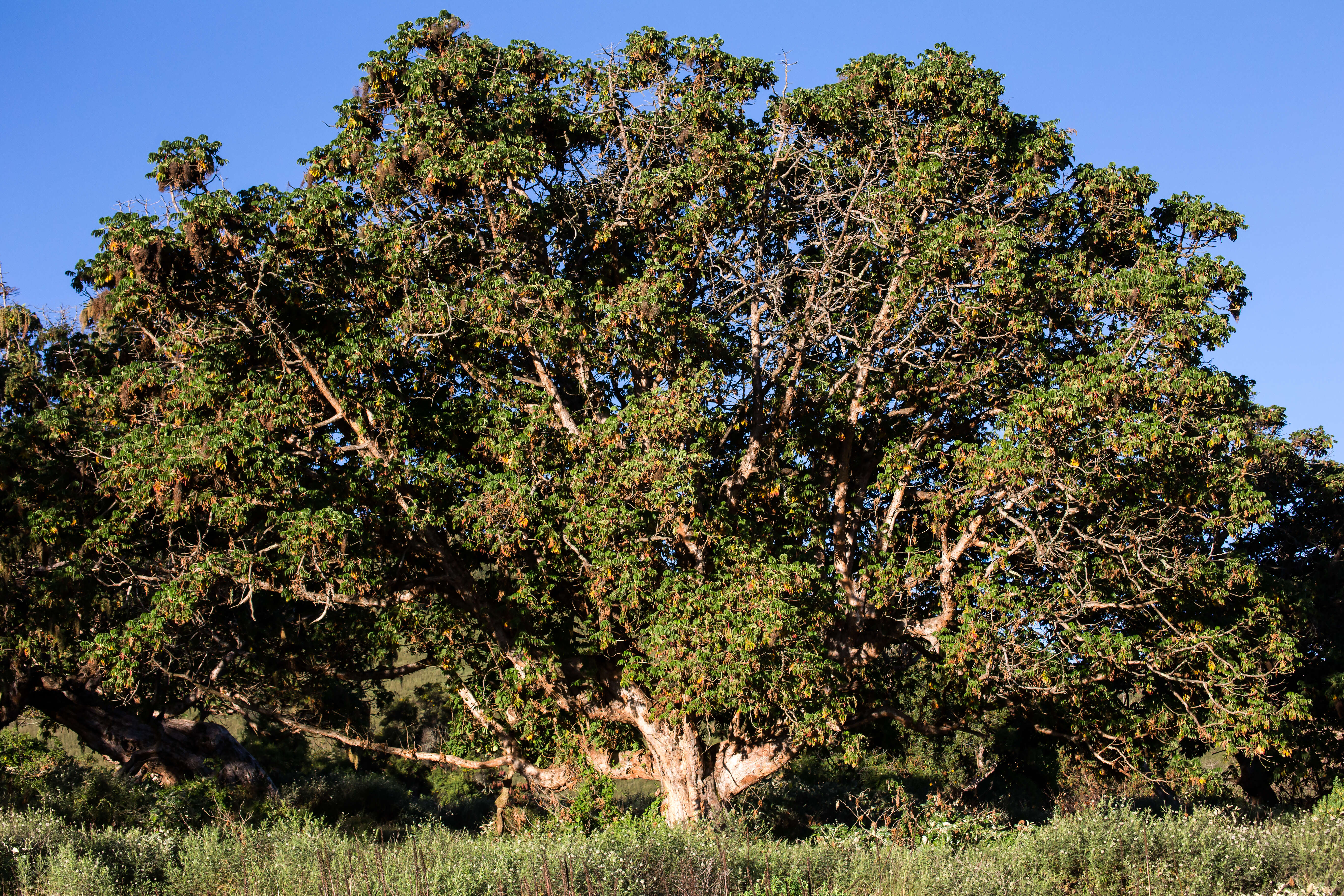 Слика од Hagenia abyssinica (Bruce) J. F. Gmel.