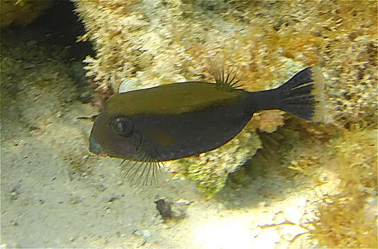 Image of Bluetail trunkfish