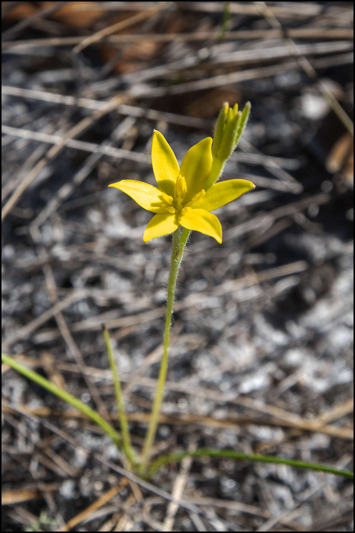 Image of fringed yellow star-grass