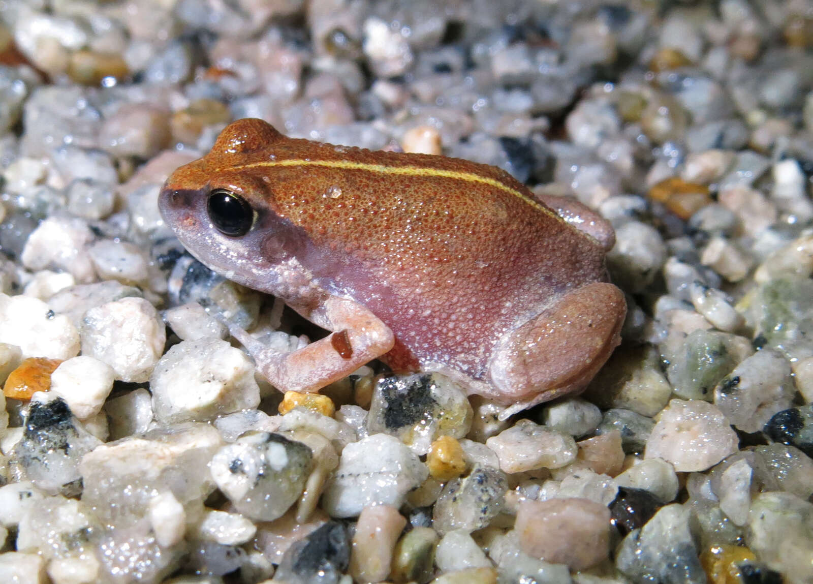 Arthroleptis xenochirus Boulenger 1905的圖片