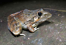Image of Sharp-nosed Frog