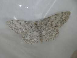 Image de Idaea typicata Guenée 1858