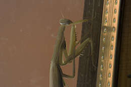 Image of Mantis