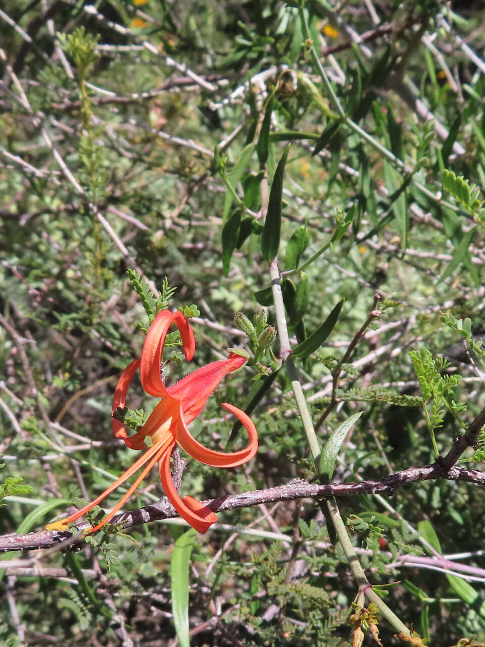 Anisacanthus linearis (Hagen) J. Henrickson & E. J. Lott resmi