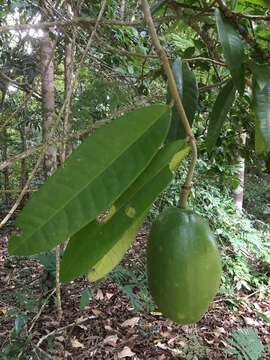 Image de Neocalyptrocalyx nectarea (Vell.) Hutchinson