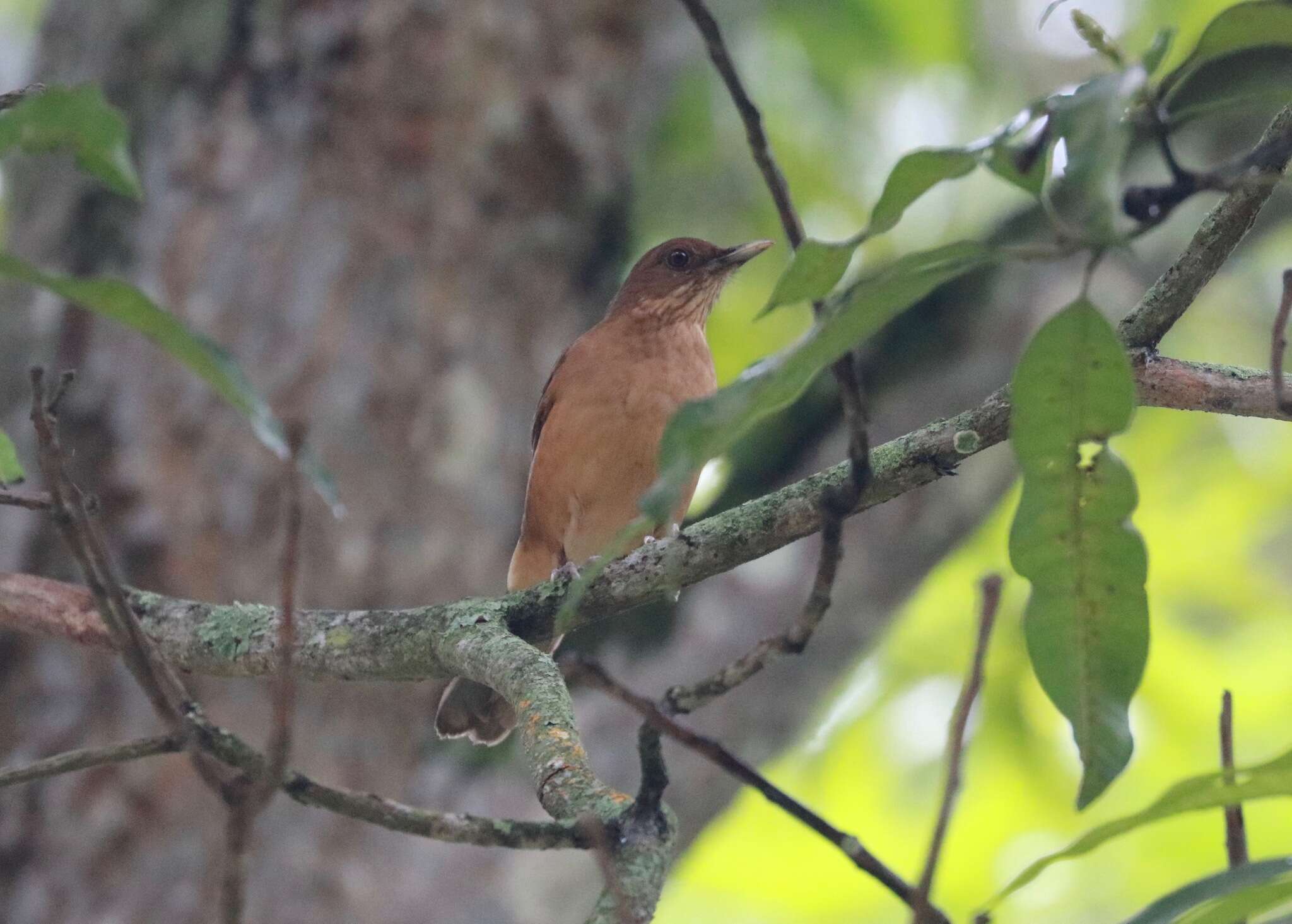 Image of Clay-colored Robin