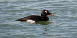 Image of White-winged Scoter