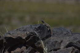 Image of Phymaturus loboi Troncoso-Palacios, Ferri-Yáñez, Laspiur & Aguilar 2019