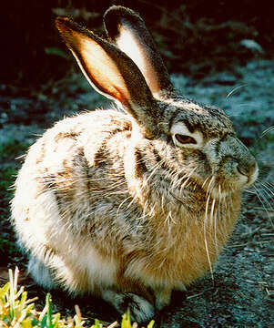 Image of Black-tailed Jackrabbit