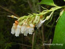 Image of Lyonia ovalifolia (Wall.) Drude