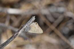 صورة Theclinesthes albocincta (Waterhouse 1903)