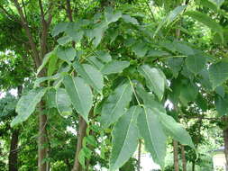 Image of corktree