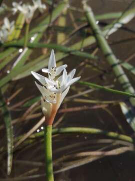 Image of Aponogeton angustifolius Aiton