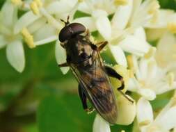 Image of Chalcosyrphus metallicus (Wiedemann 1830)