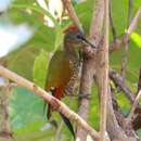 Image of Picus chlorolophus chlorigaster Jerdon 1845