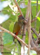 Image of Picus chlorolophus chlorigaster Jerdon 1845