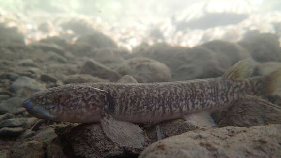 Image of Broad-finned galaxias