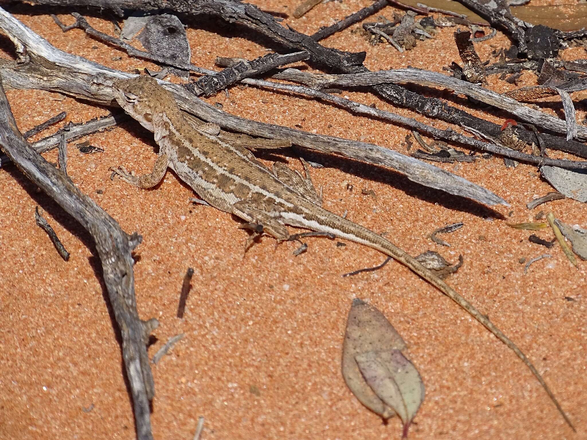 Image de Ctenophorus spinodomus Sadlier, Colgan, Beatson & Cogger 2019