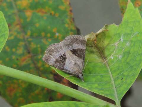 Image of Hypena trigonalis Costa 1836