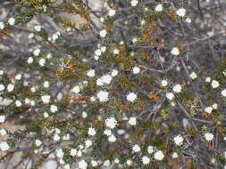 Image of Phylica karroica Pillans