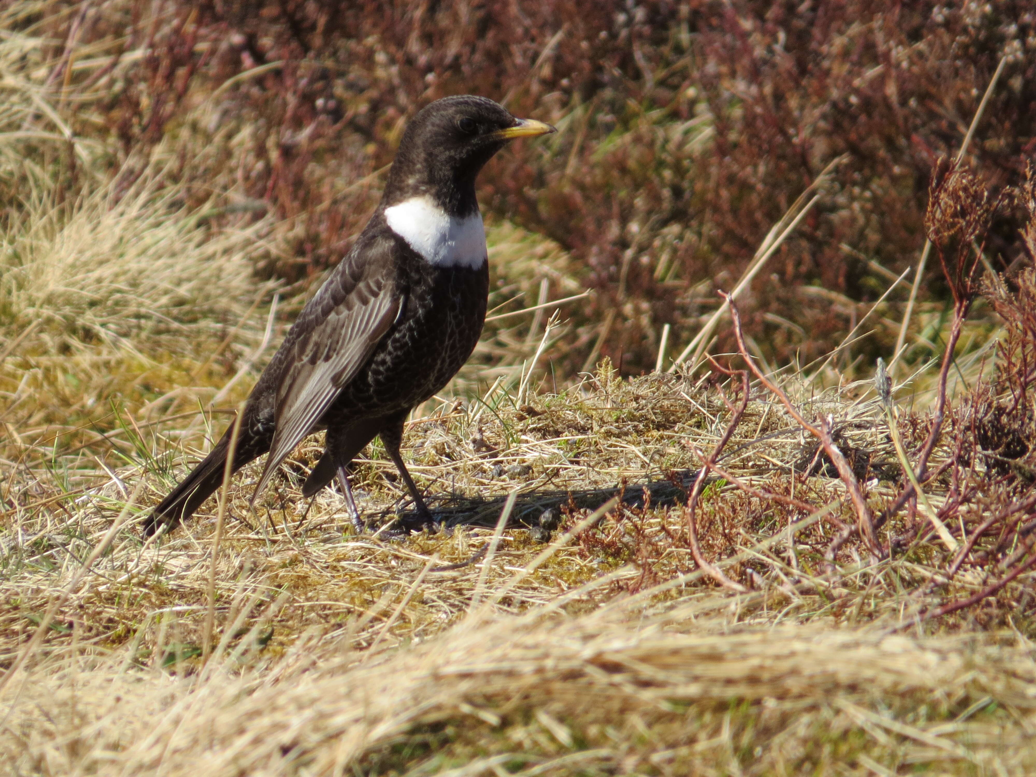 Image of Ring Ouzel