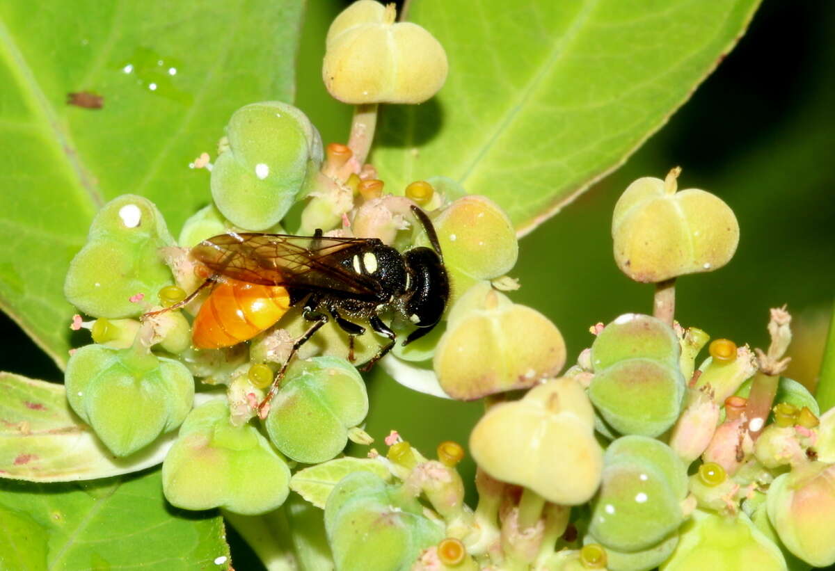 Imagem de Philanthus loeflingi Dahlbom 1845