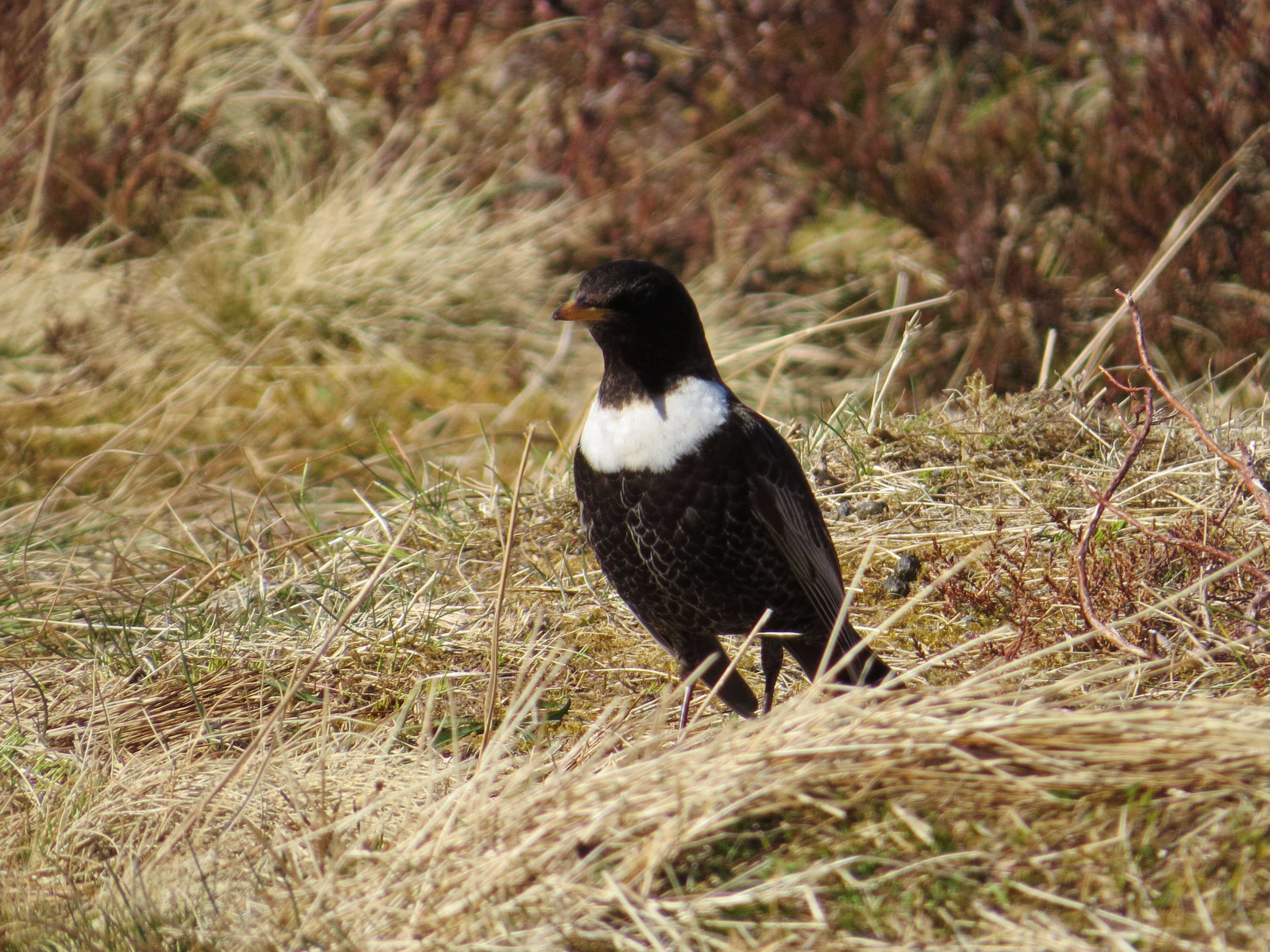 Image of Ring Ouzel