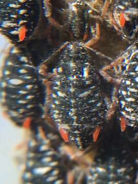 Image of Aphid