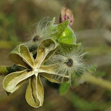 Image of Hibiscus shirensis Sprague & Hutchinson