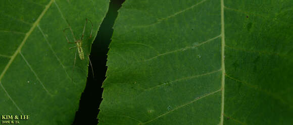 Image of Tetragnatha yesoensis Saito 1934